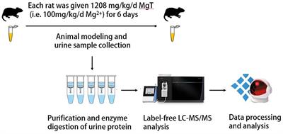 Changes in the urinary proteome of rats after short-term intake of magnesium L-threonate(MgT)